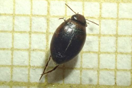 Hygrotus inaequalis